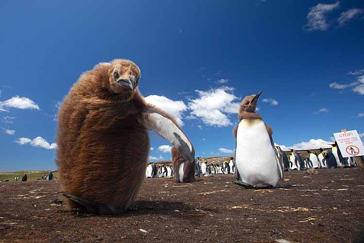 King Penguin (Aptenodytes patagonicus)