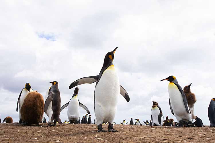 King Penguin (Aptenodytes patagonicus)