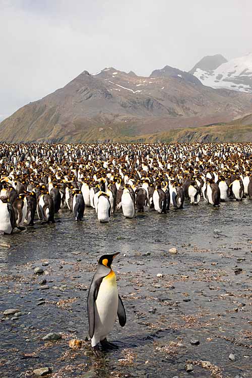 King Penguin (Aptenodytes patagonicus)