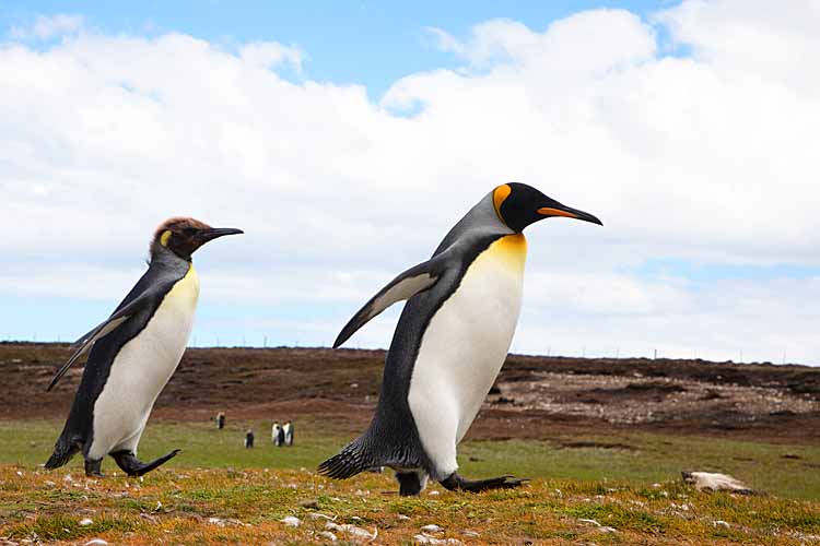 King Penguin (Aptenodytes patagonicus)