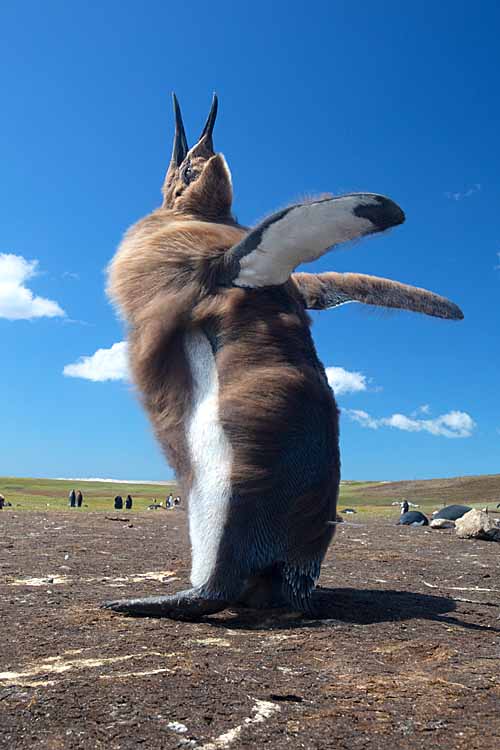 King Penguin (Aptenodytes patagonicus)