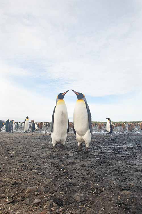 King Penguin (Aptenodytes patagonicus)