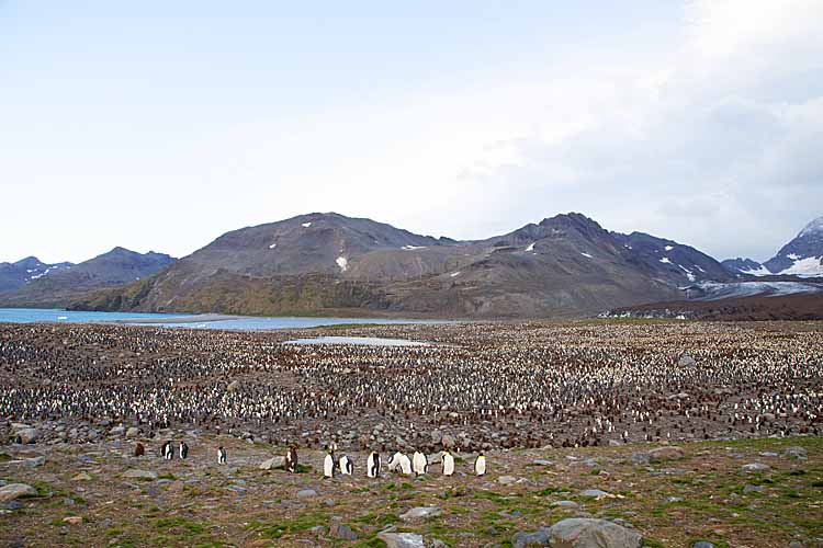 King Penguin (Aptenodytes patagonicus)