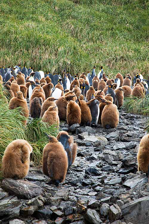 King Penguin (Aptenodytes patagonicus)