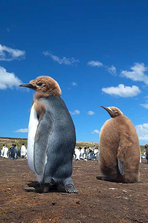 King Penguin (Aptenodytes patagonicus)