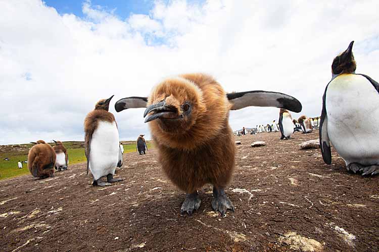 King Penguin (Aptenodytes patagonicus)