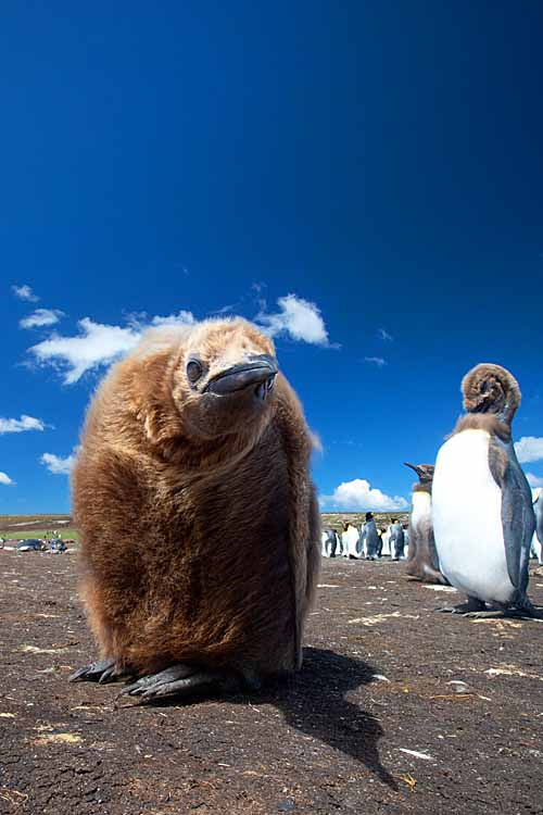 King Penguin (Aptenodytes patagonicus)