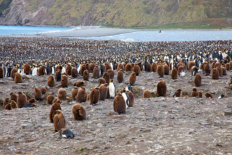 King Penguin (Aptenodytes patagonicus)