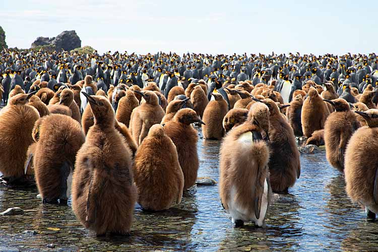 King Penguin (Aptenodytes patagonicus)