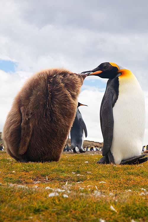 King Penguin (Aptenodytes patagonicus)