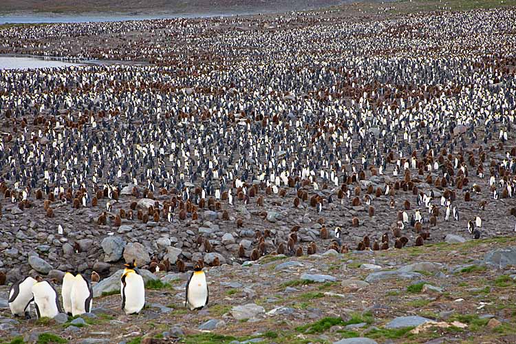 King Penguin (Aptenodytes patagonicus)