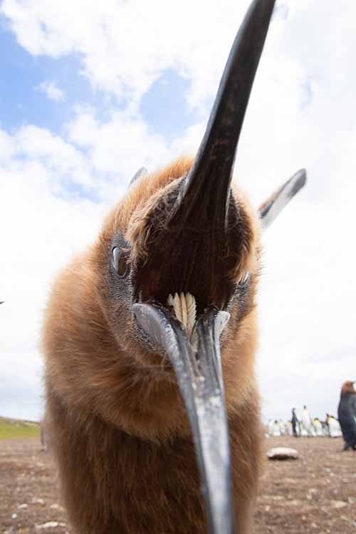 King Penguin (Aptenodytes patagonicus)