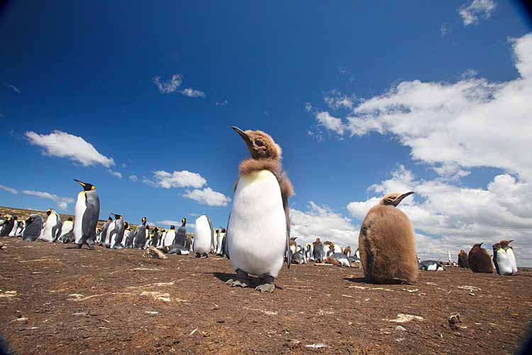 King Penguin (Aptenodytes patagonicus)