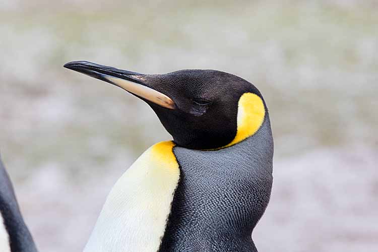 King Penguin (Aptenodytes patagonicus)