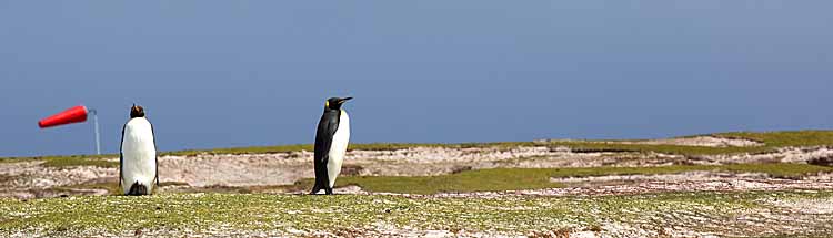 King Penguins (Aptenodytes patagonicus)