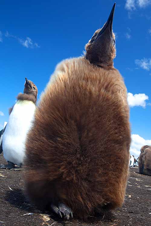 King Penguin (Aptenodytes patagonicus)