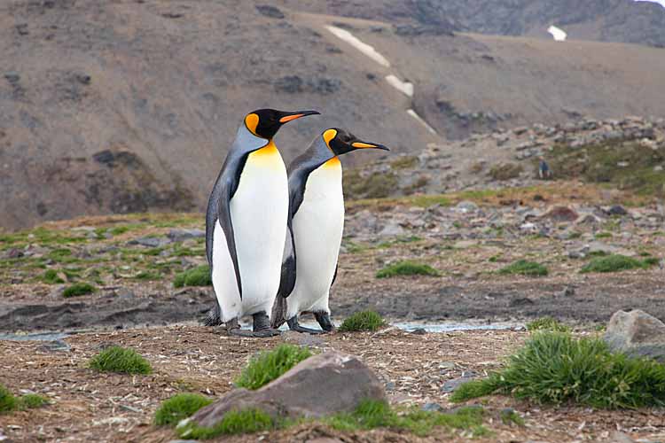 King Penguins (Aptenodytes patagonicus)