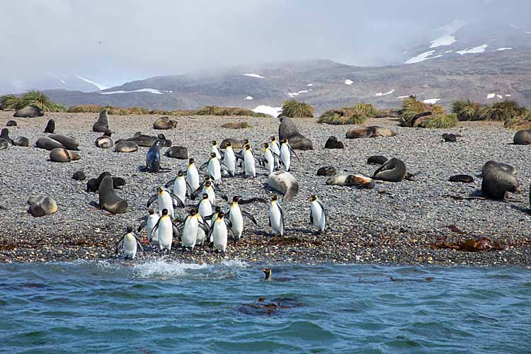 King Penguins (Aptenodytes patagonicus)