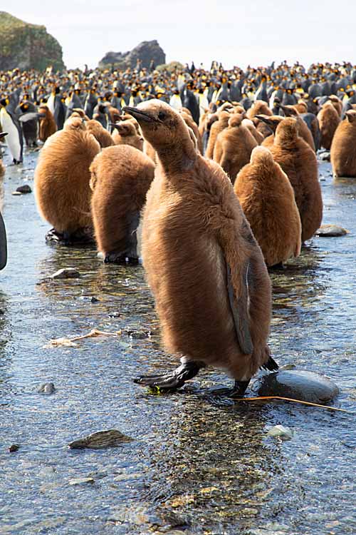 King Penguin (Aptenodytes patagonicus)