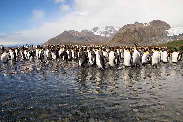 King Penguin (Aptenodytes patagonicus)