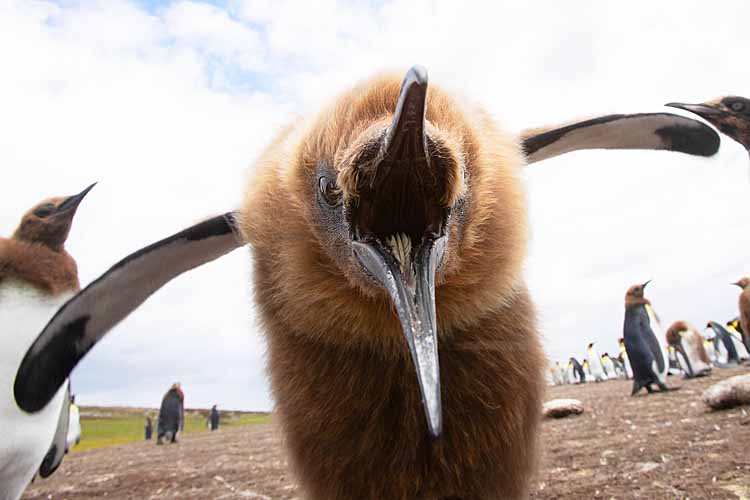 King Penguin (Aptenodytes patagonicus)