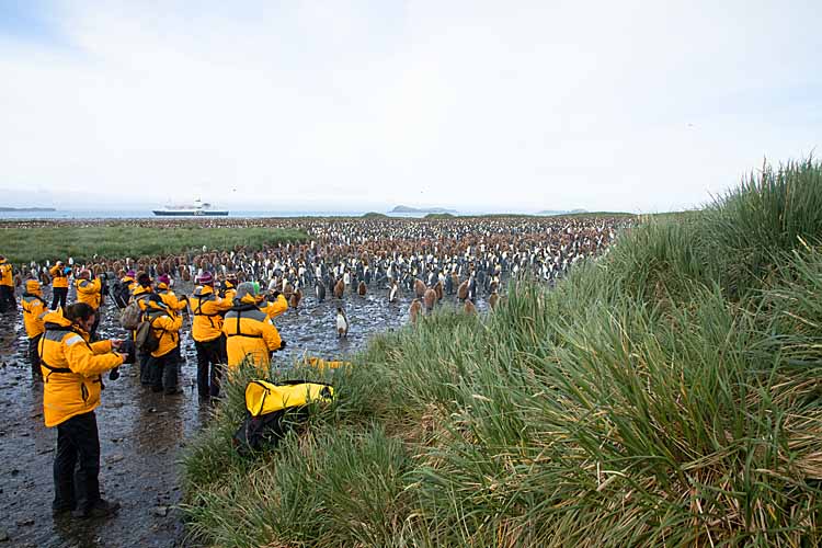 King Penguin (Aptenodytes patagonicus)