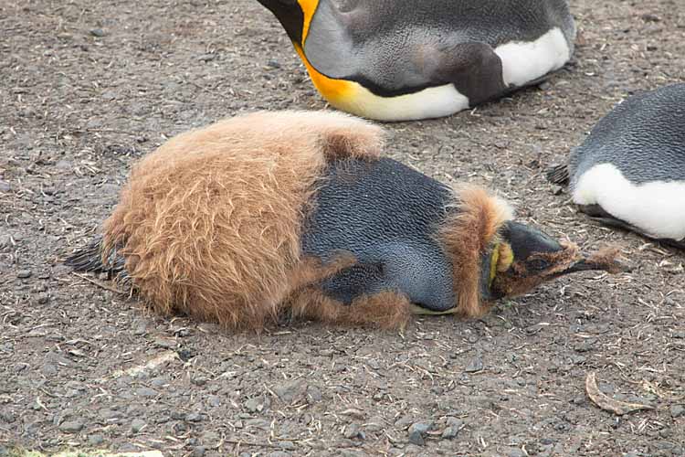 King Penguin (Aptenodytes patagonicus)