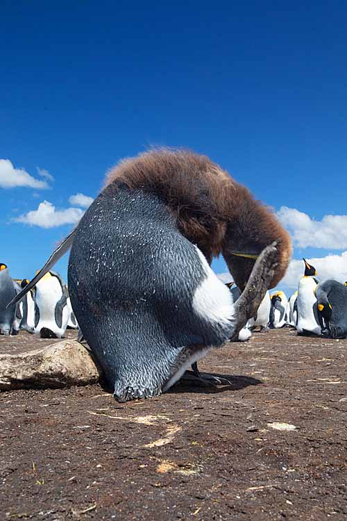 King Penguin (Aptenodytes patagonicus)