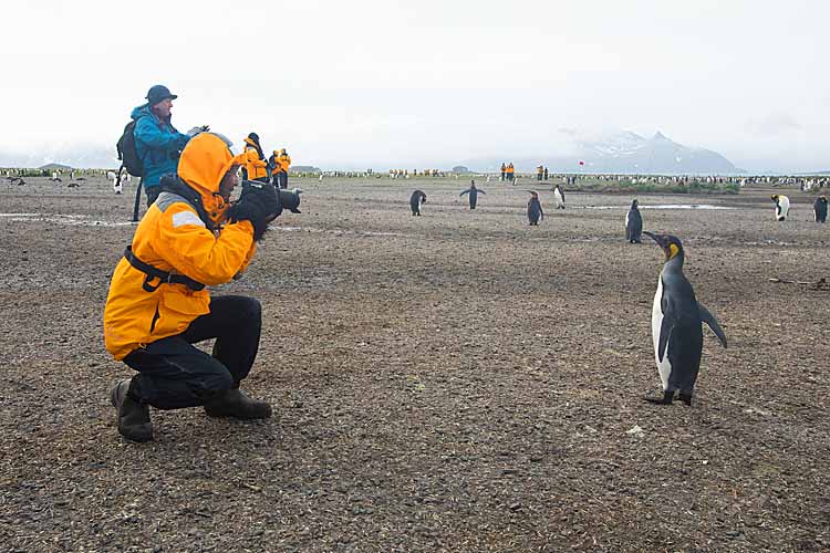 King Penguin (Aptenodytes patagonicus)