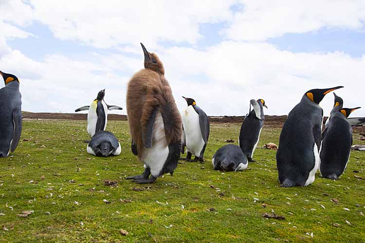 King Penguin (Aptenodytes patagonicus)