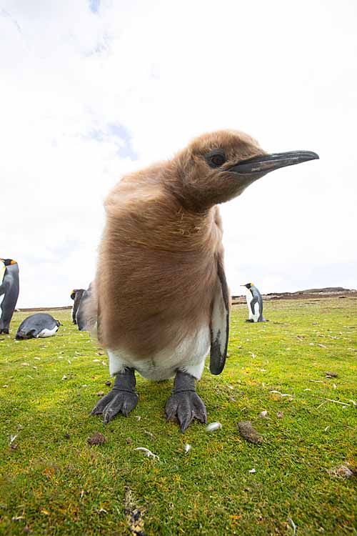 King Penguin (Aptenodytes patagonicus)