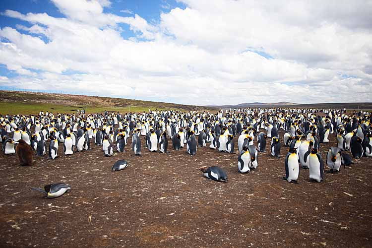 King Penguin (Aptenodytes patagonicus)