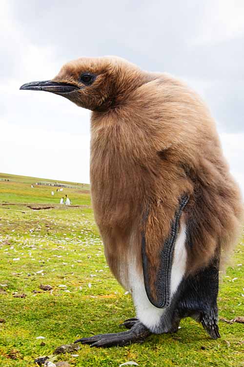 King Penguin (Aptenodytes patagonicus)