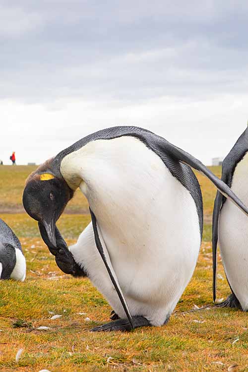 King Penguin (Aptenodytes patagonicus)