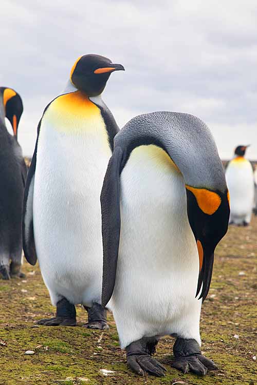 King Penguin (Aptenodytes patagonicus)