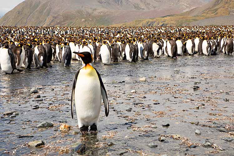 King Penguin (Aptenodytes patagonicus)