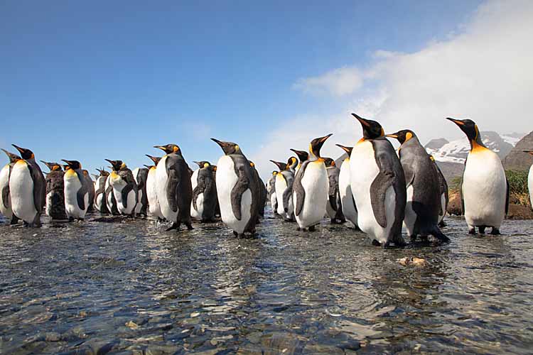 King Penguin (Aptenodytes patagonicus)