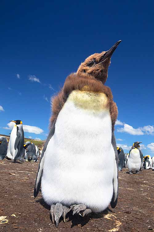 King Penguin (Aptenodytes patagonicus)