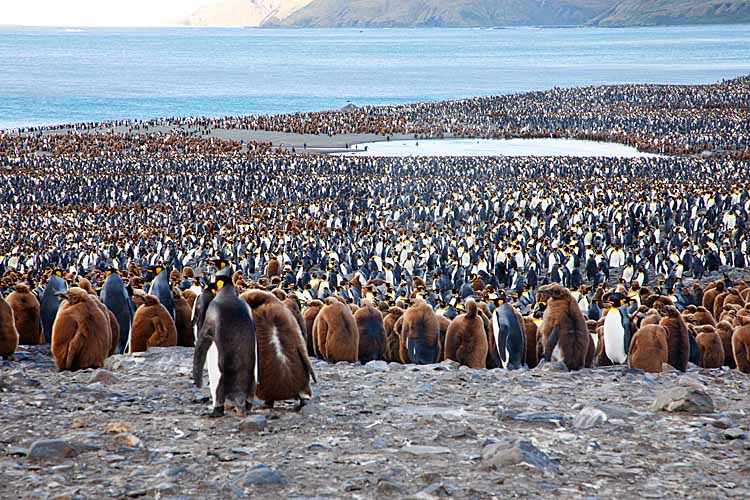 King Penguin (Aptenodytes patagonicus)