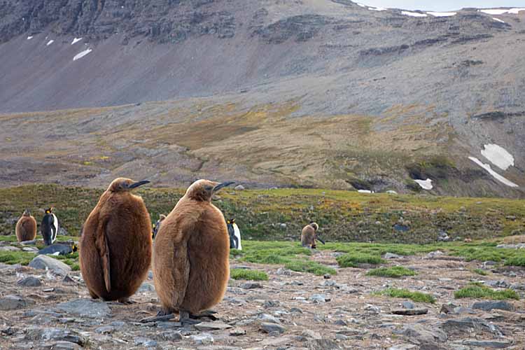 King Penguin (Aptenodytes patagonicus)