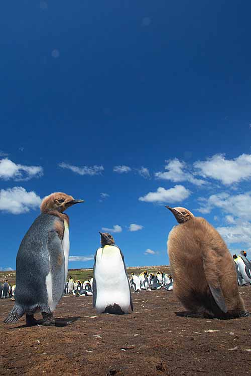 King Penguin (Aptenodytes patagonicus)