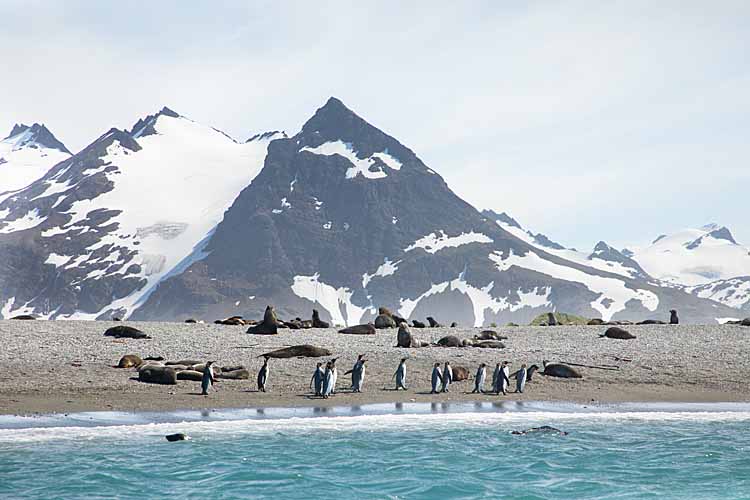 King Penguins (Aptenodytes patagonicus)