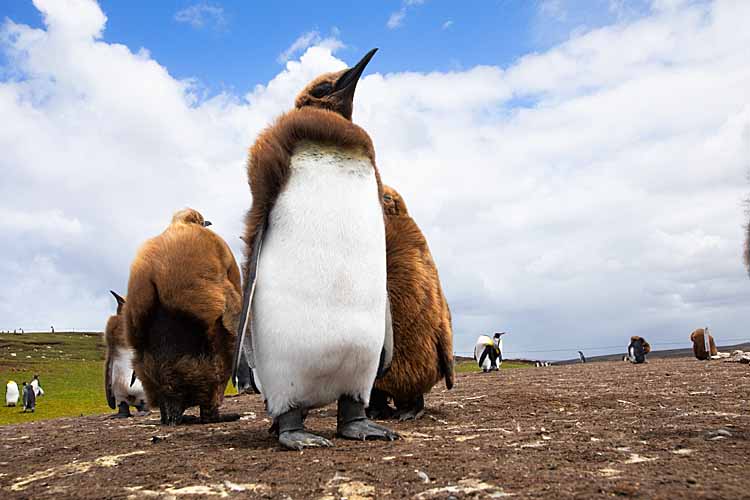 King Penguin (Aptenodytes patagonicus)