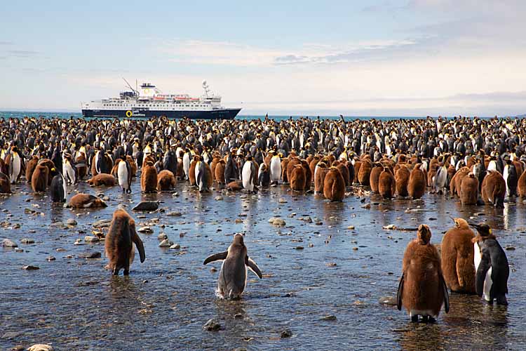 King Penguin (Aptenodytes patagonicus)