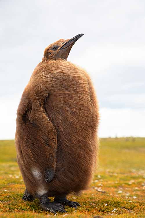 King Penguin (Aptenodytes patagonicus)