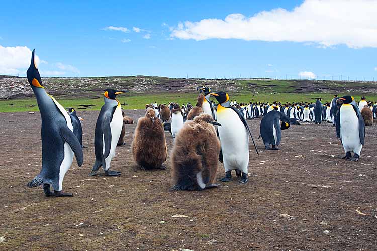 King Penguin (Aptenodytes patagonicus)