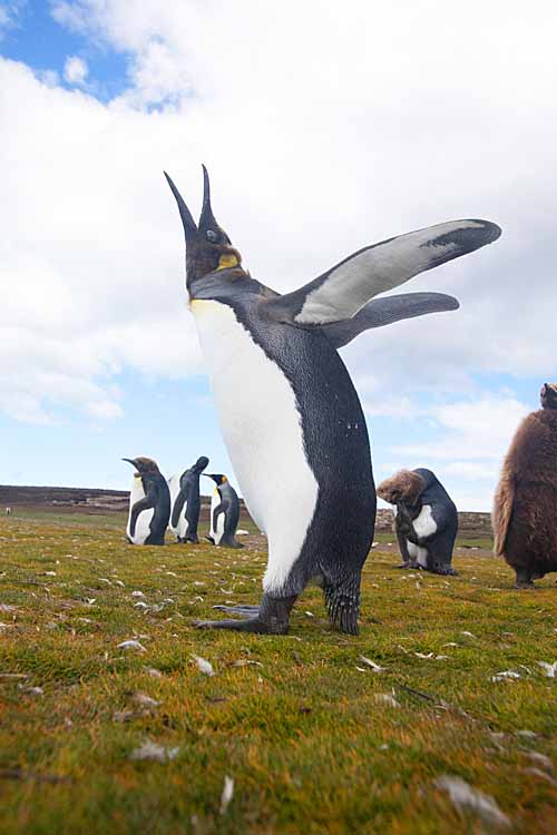 King Penguin (Aptenodytes patagonicus)