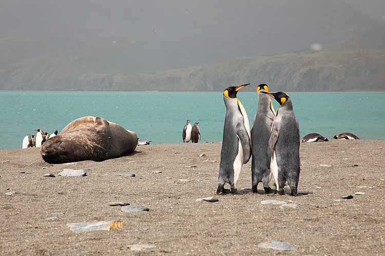 King Penguins (Aptenodytes patagonicus)