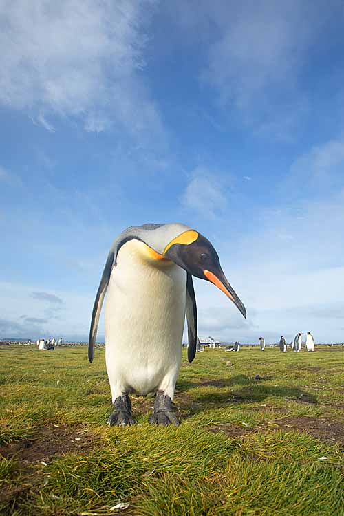 King Penguin (Aptenodytes patagonicus)