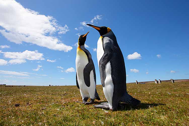 King Penguins (Aptenodytes patagonicus)